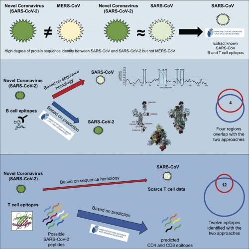 Coronavirus research