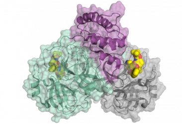 SARS-CoV-2 main protease