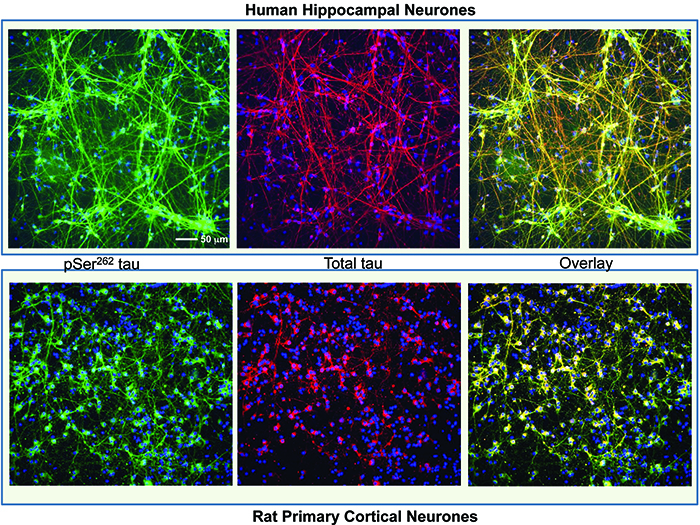 cellprofiler cell painting names