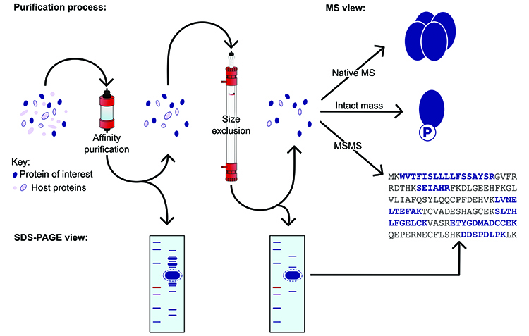 Analysing Recombinant Proteins By Mass Spectrometry 3084