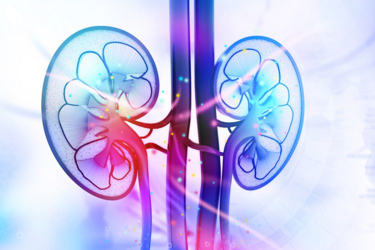 Mouse Model For Diabetic Kidney Disease Suggests Role For - 