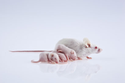 Bone marrow-derived cells reduce recurrent miscarriage in mice