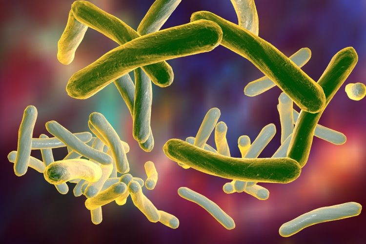 tuberculosis bacteria - long thin gerkin-like structures
