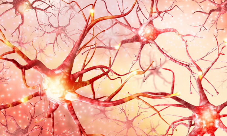 Key function of specialised cells in peripheral nerve repair - DTR