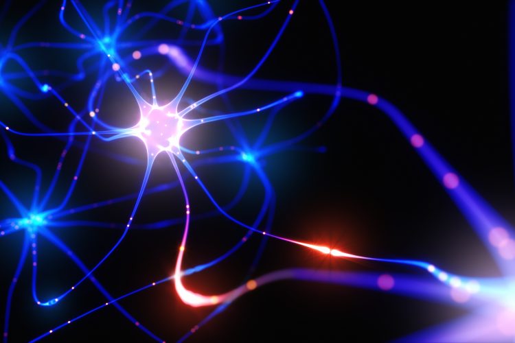Resultado de imagen de neurogenesis