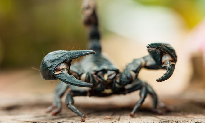 Milking it: A new robot to extract scorpion venom