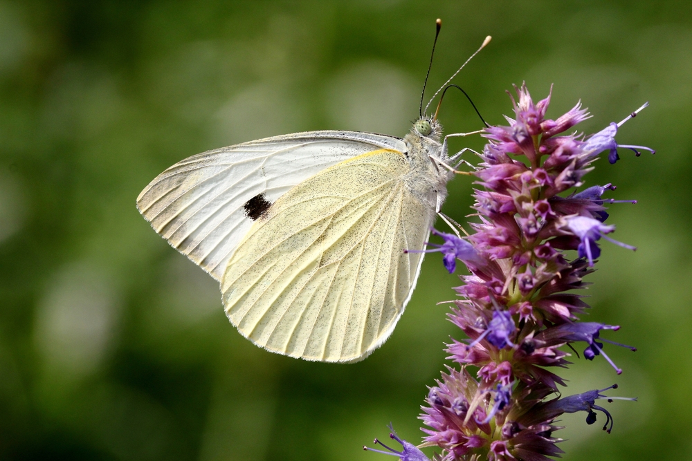 UC biologist looks at butterflies to help solve human infertility