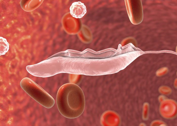 Trypanosomes case study image