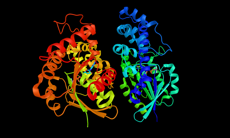 「Gevorg Grigoryan protein」的圖片搜尋結果