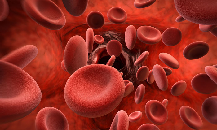 Клетки крови картинки